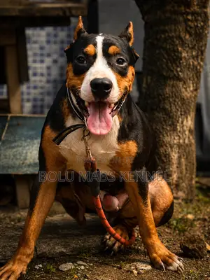 1+ year Male Purebred American Pit Bull Terrier