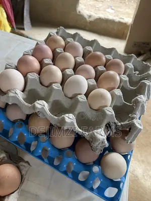 Fertilized Noiler Eggs
