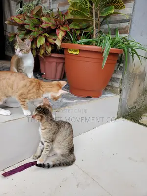 1-3 months Male Mixed Breed Tabby