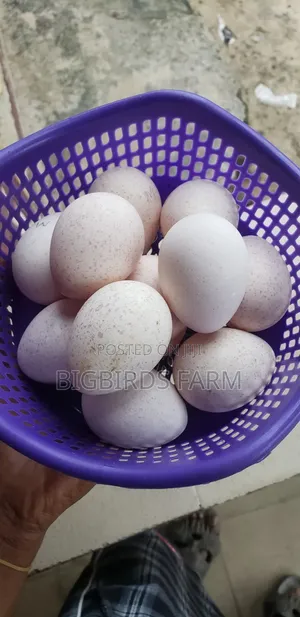 Fertile Turkey Eggs