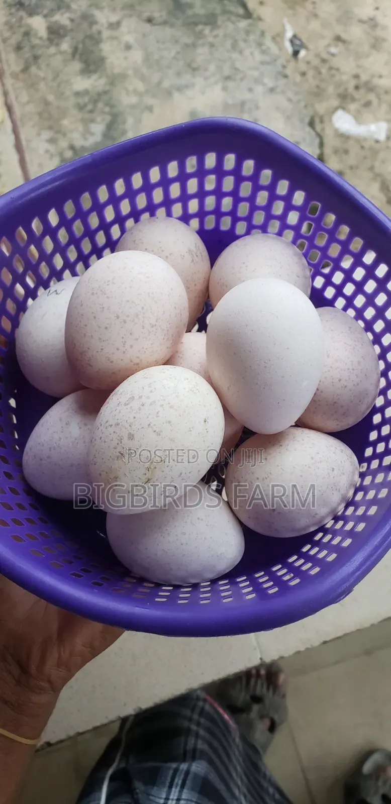Fertile Turkey Eggs