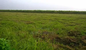 Land for Sale at City Deluxe Estate Obirikwere Port Harcourt