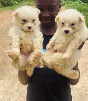 1-3 months Female Purebred American Eskimo