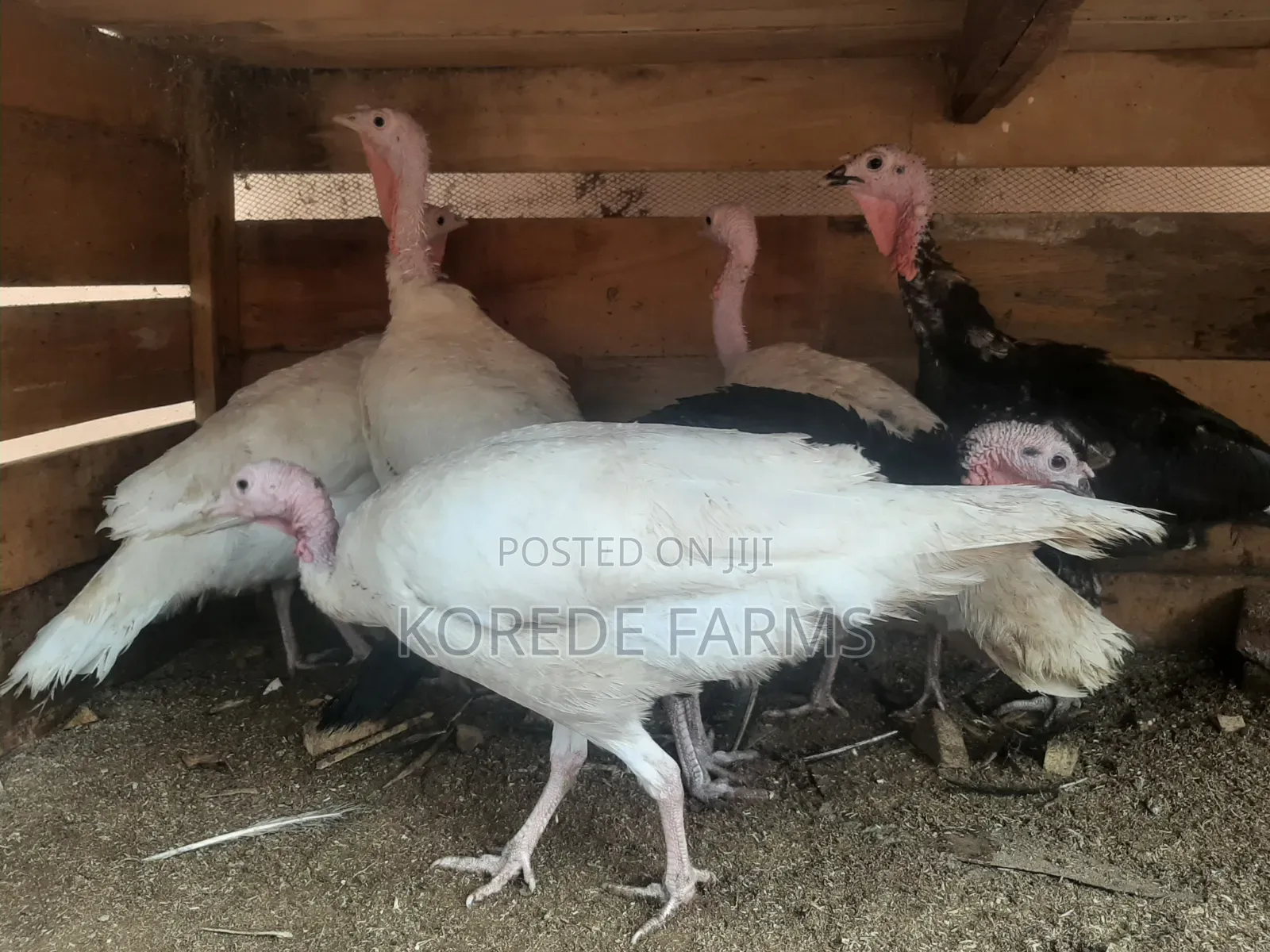 Old Turkey Layer