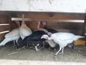 Old Turkey Layer