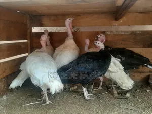Old Turkey Layer
