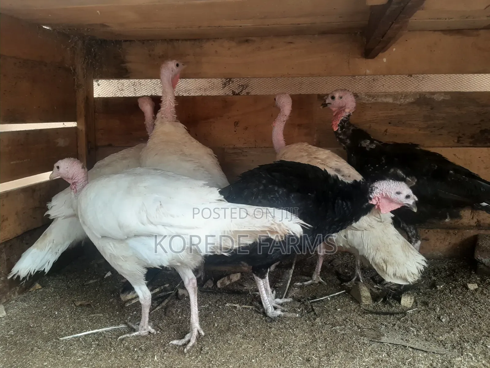 Old Turkey Layer