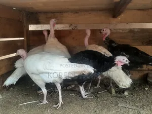 Old Turkey Layer