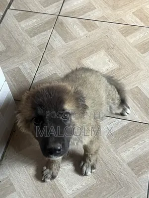 3-6 months Female Mixed Breed Caucasian Shepherd