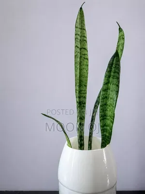 Mother Inlaw's Tongue (Snake Plant)