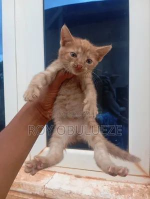 1-3 months Male Purebred American Shorthair