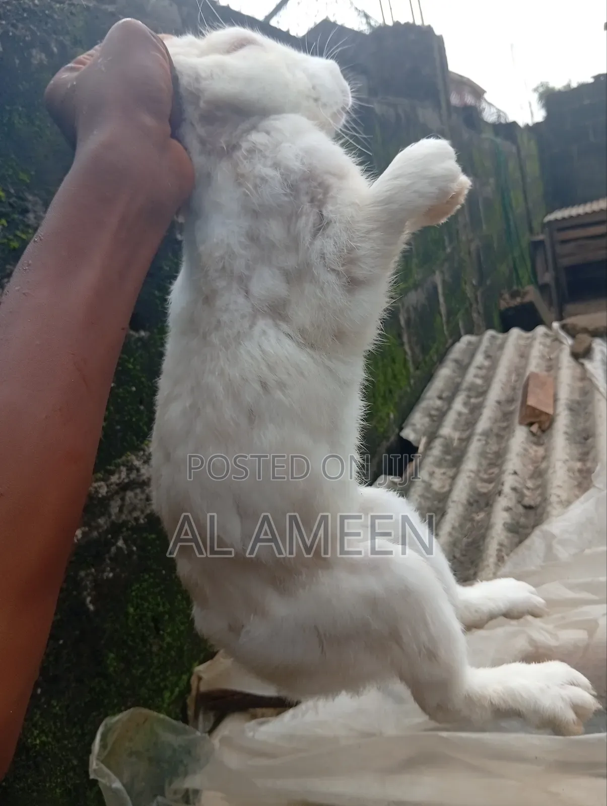 Healthy, Active, and Well-Cared-for Rabbits Are Now Available