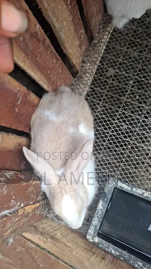 Healthy, Active, and Well-Cared-for Rabbits Are Now Available