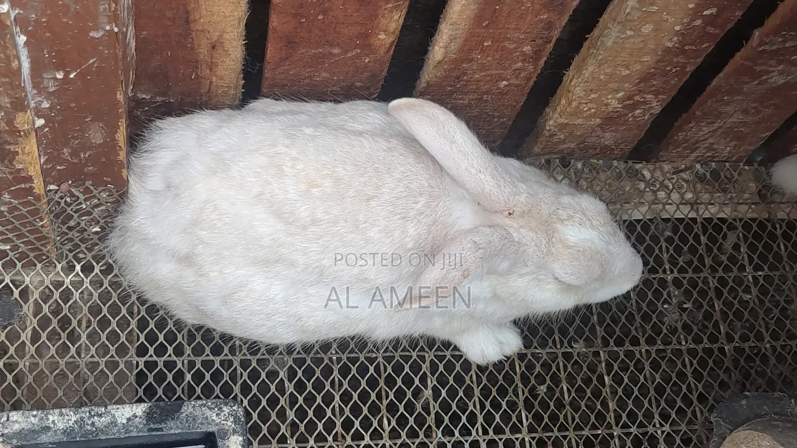 Healthy, Active, and Well-Cared-for Rabbits Are Now Available