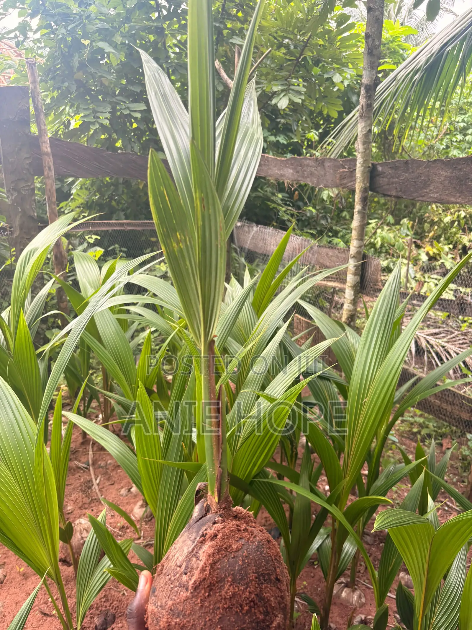 Hybrid and Dwarf Cocout Seedling
