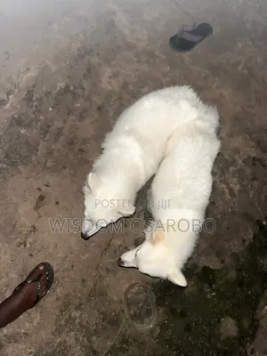 1+ year Male Purebred American Eskimo