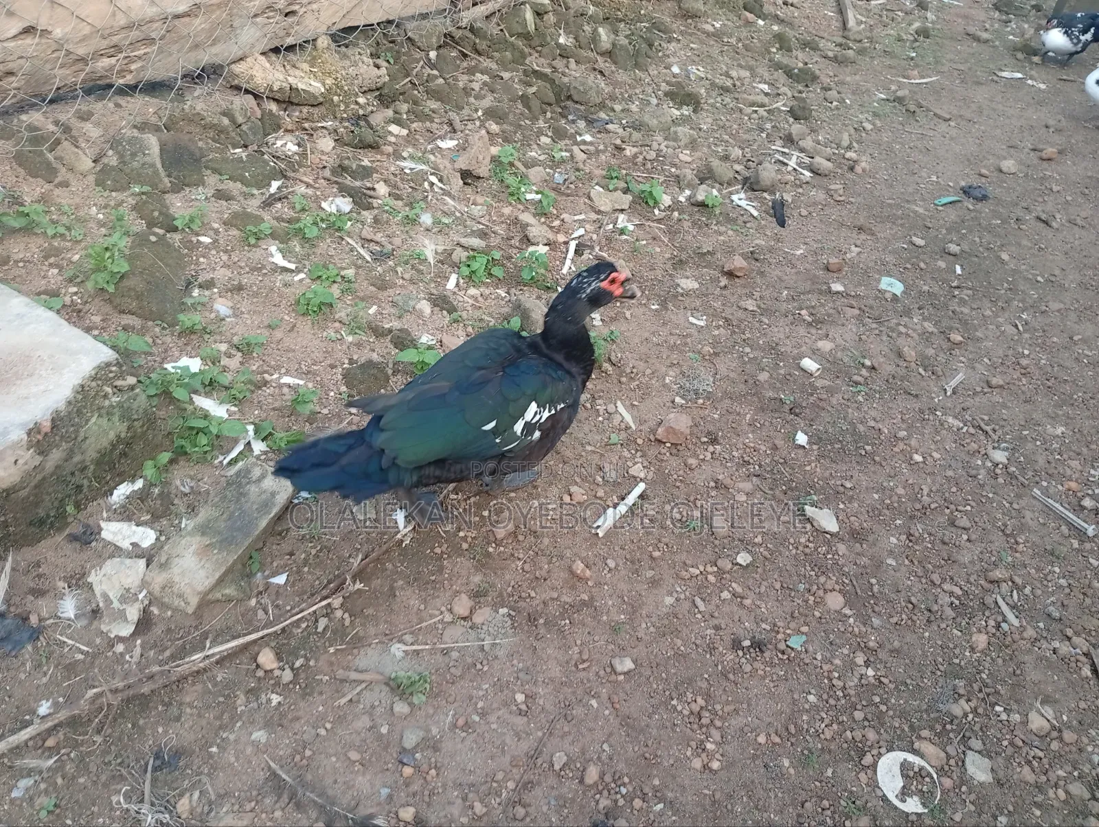 Mature Duck