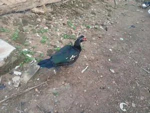 Mature Duck