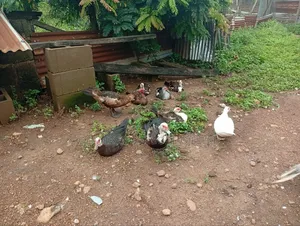 Mature Duck