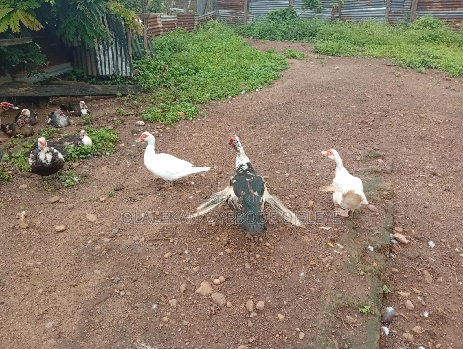 Mature Duck