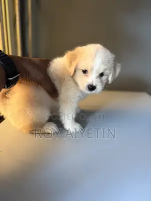 0-1 month Male Purebred Lhasa Apso