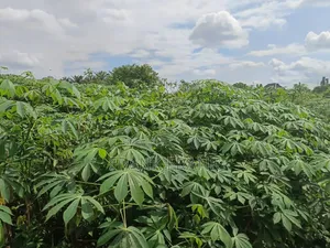 5 Plots of Land at Opposite New Governor's Lodge Awka Anambra State.