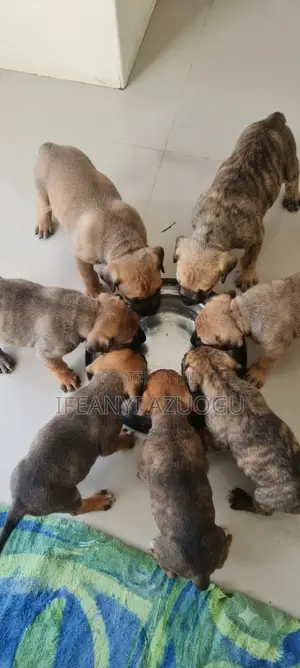 1-3 months Male Purebred Boerboel