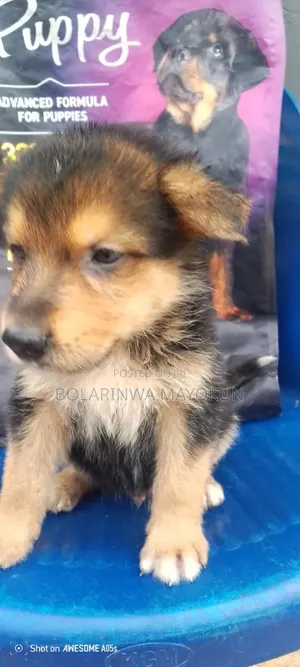 1-3 months Male Purebred German Shepherd