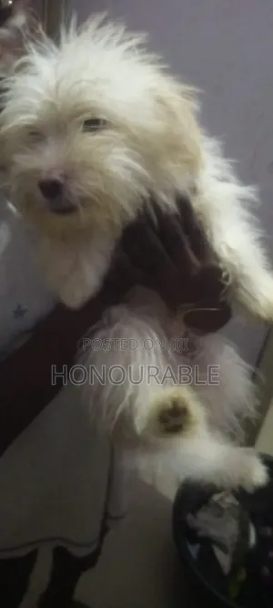 3-6 months Male Purebred Lhasa Apso