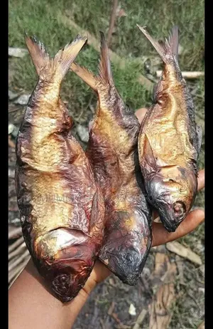 Bonga Fish