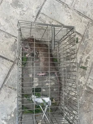 Rat Trap Cage