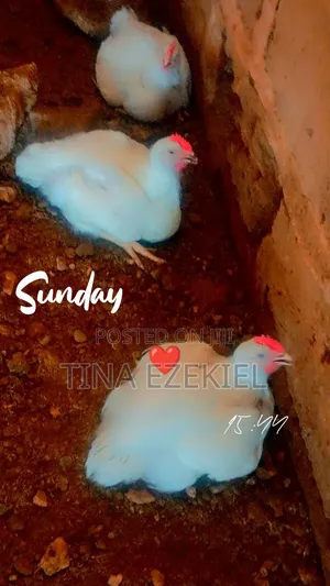 Boilers Chicken