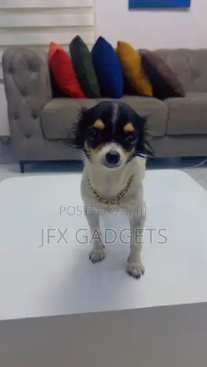 6-12 months Female Purebred Chihuahua