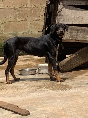 1+ year Female Purebred Rottweiler