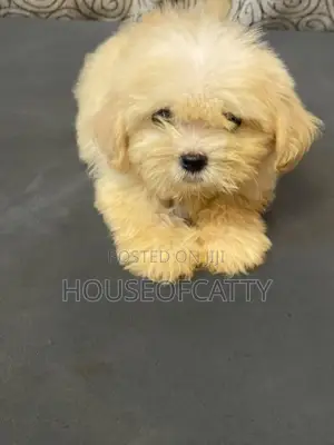 1-3 months Female Purebred Shih Tzu