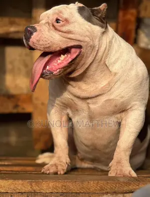1+ year Male Purebred American Bully