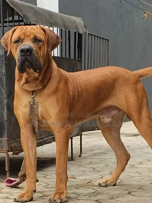 1+ year Male Purebred Boerboel