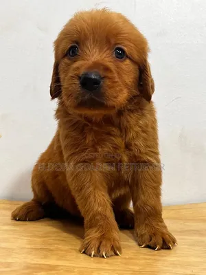 1-3 months Male Purebred Golden Retriever