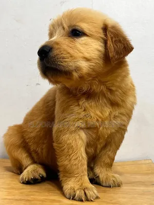 1-3 months Male Purebred Golden Retriever
