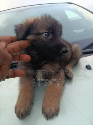 1-3 months Male Purebred German Shepherd