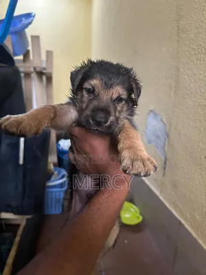 1-3 months Male Purebred German Shepherd
