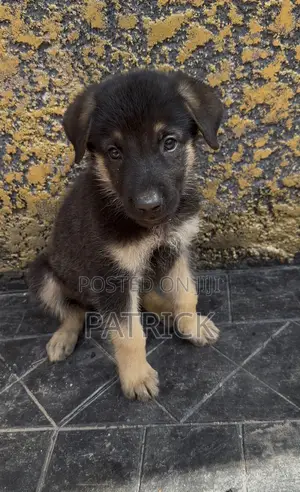 1-3 months Female Mixed Breed German Shepherd