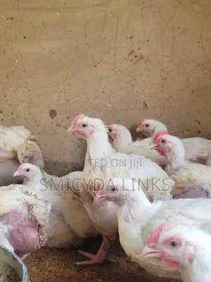 Smile's Organic Farm