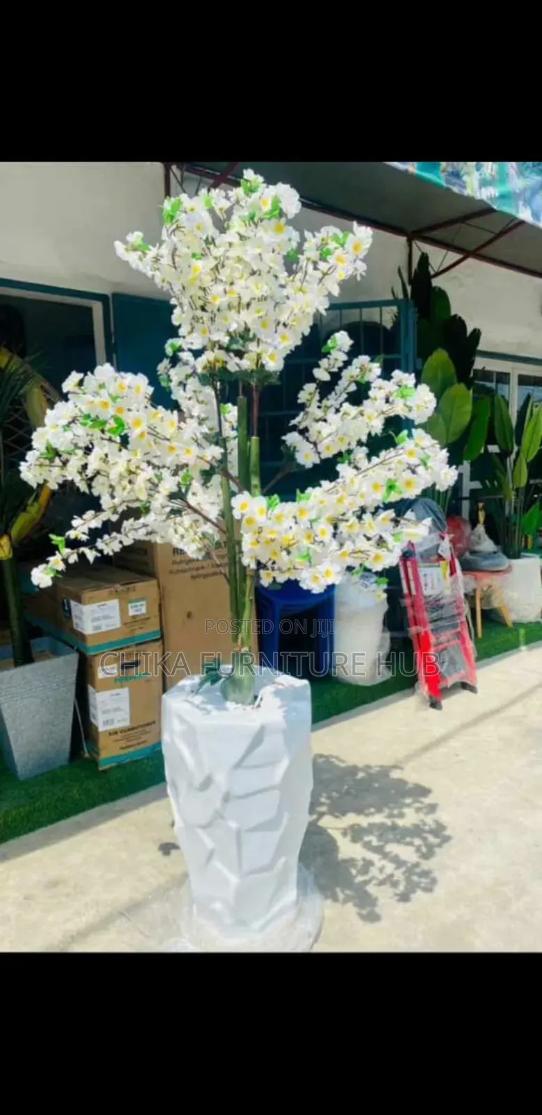 Interior Flower Plants