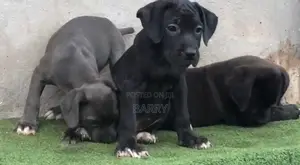 3-6 months Female Purebred Cane Corso
