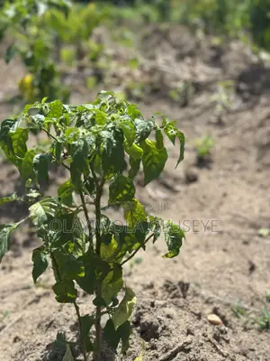 Fertile Land for Agriculture in Ogun State