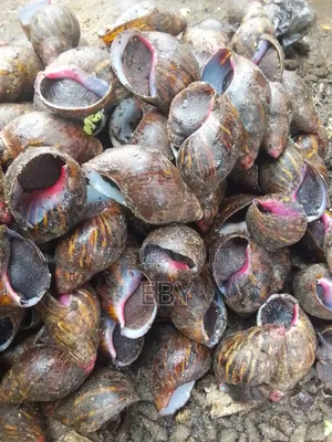 Oven Dried Snail and Periwinkle