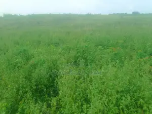 Fertile Farmland for Sale