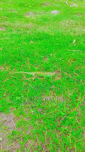 Open Land Spacious