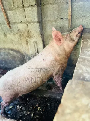 PROMO SALE Healthy Pigs Piglets Available! Call